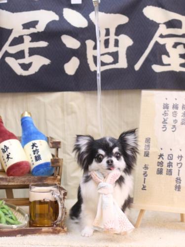 20240607てんちゃん